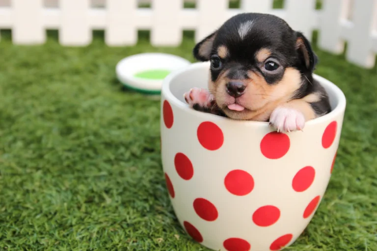 Custom Dog Pins: Enamel Lapel Pins for Your Pet
